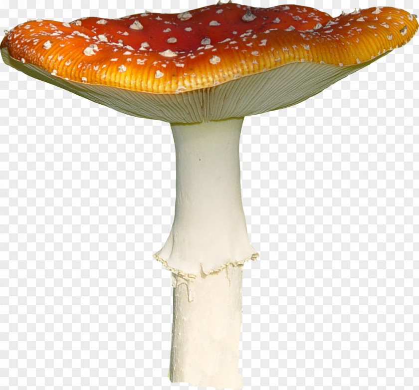 Wild Mushrooms Amanita Muscaria Mushroom Fungus PNG