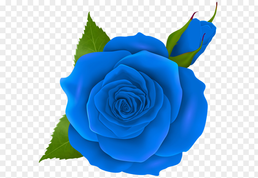 Blue Rose Flower Clip Art PNG