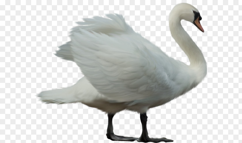 Fond Blanc Cygnini Cisnes Y Gansos Clip Art Adobe Photoshop PNG