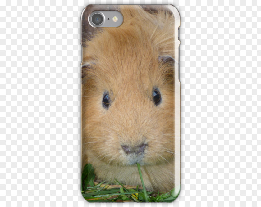 Pig Guinea Gerbil Whiskers Snout PNG