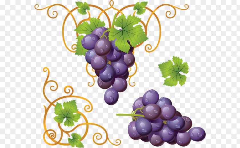Raisin Common Grape Vine Wine Clip Art PNG