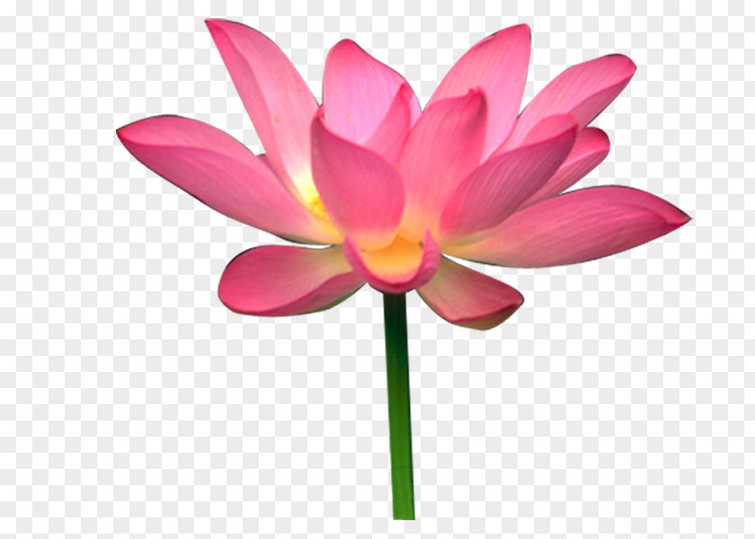Sacred Lotus Image Seed Design PNG
