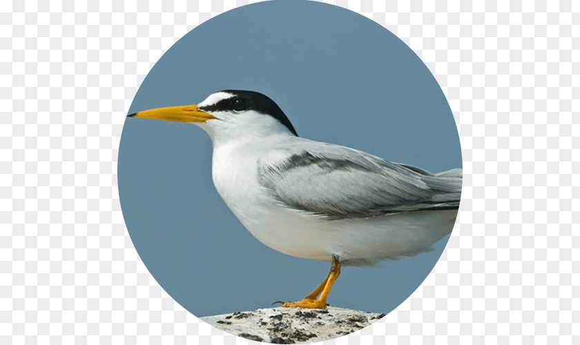 Bird Gulls Seabird Least Tern Peruvian PNG