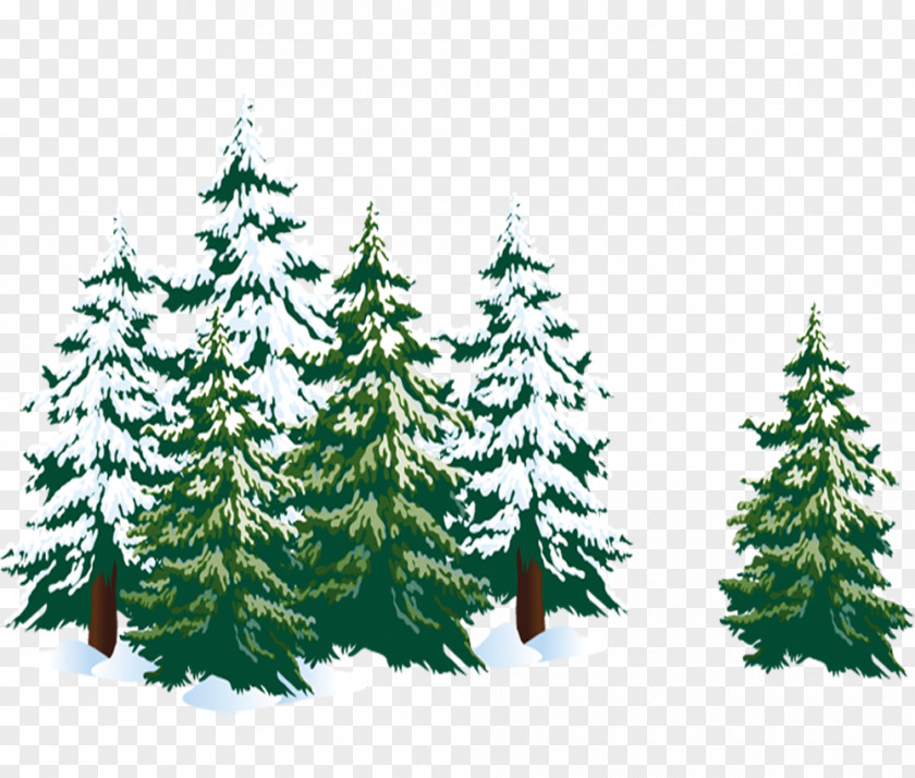 Christmas Tree Spruce Fir Pine PNG