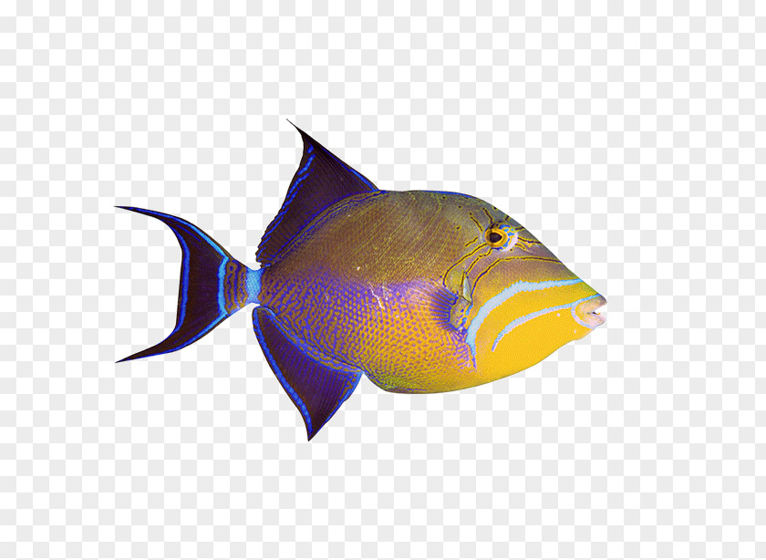Fish Ornamental Aquarium Clip Art PNG