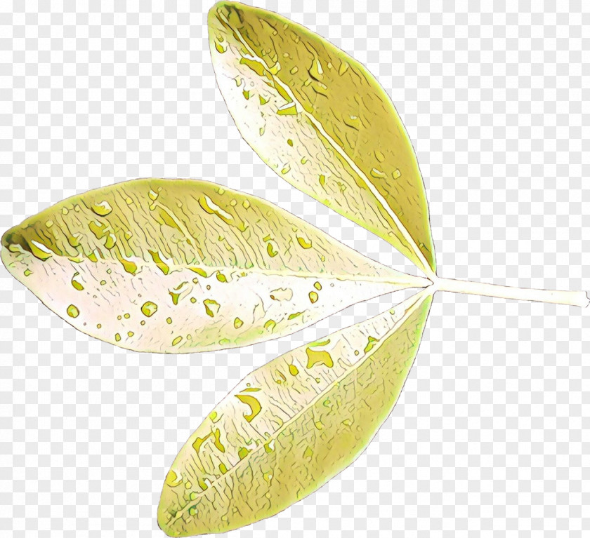 Leaf PNG