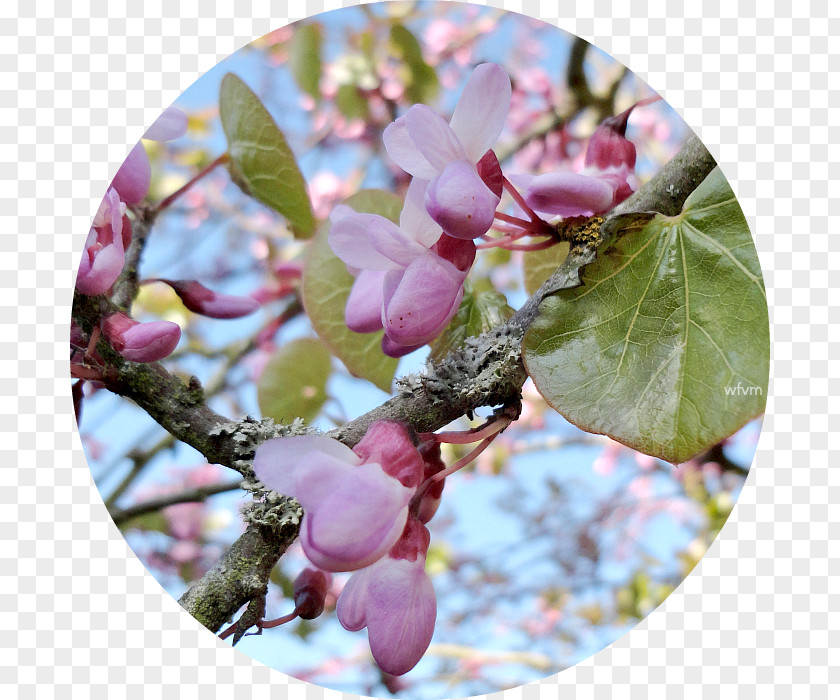 Lilac Petal Branching PNG