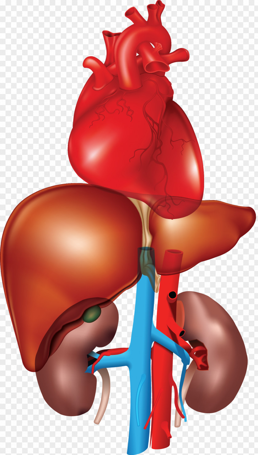 Organ Kidney Fatty Liver Heart PNG liver Heart, kidney clipart PNG