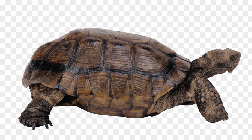 Wild Turtle Chinese Softshell Reptile Tortoise PNG