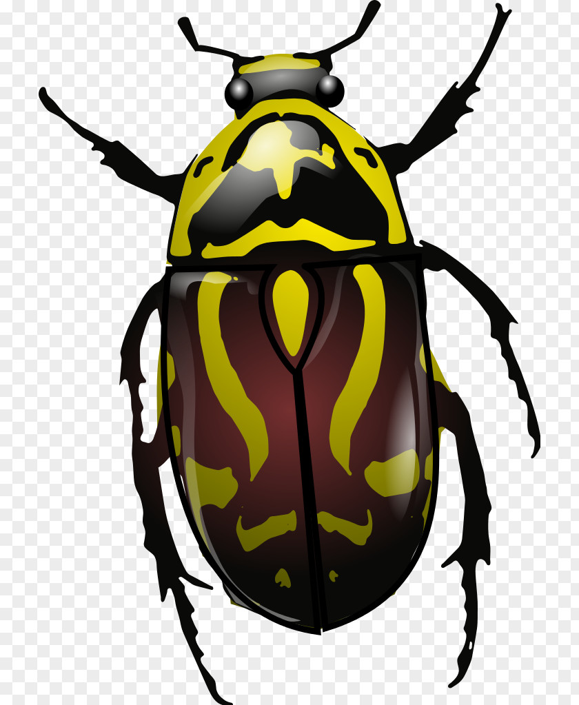 Wisconsin Beetles Polyphaga Wiring Diagram Eupoecila Australasiae Clip Art PNG