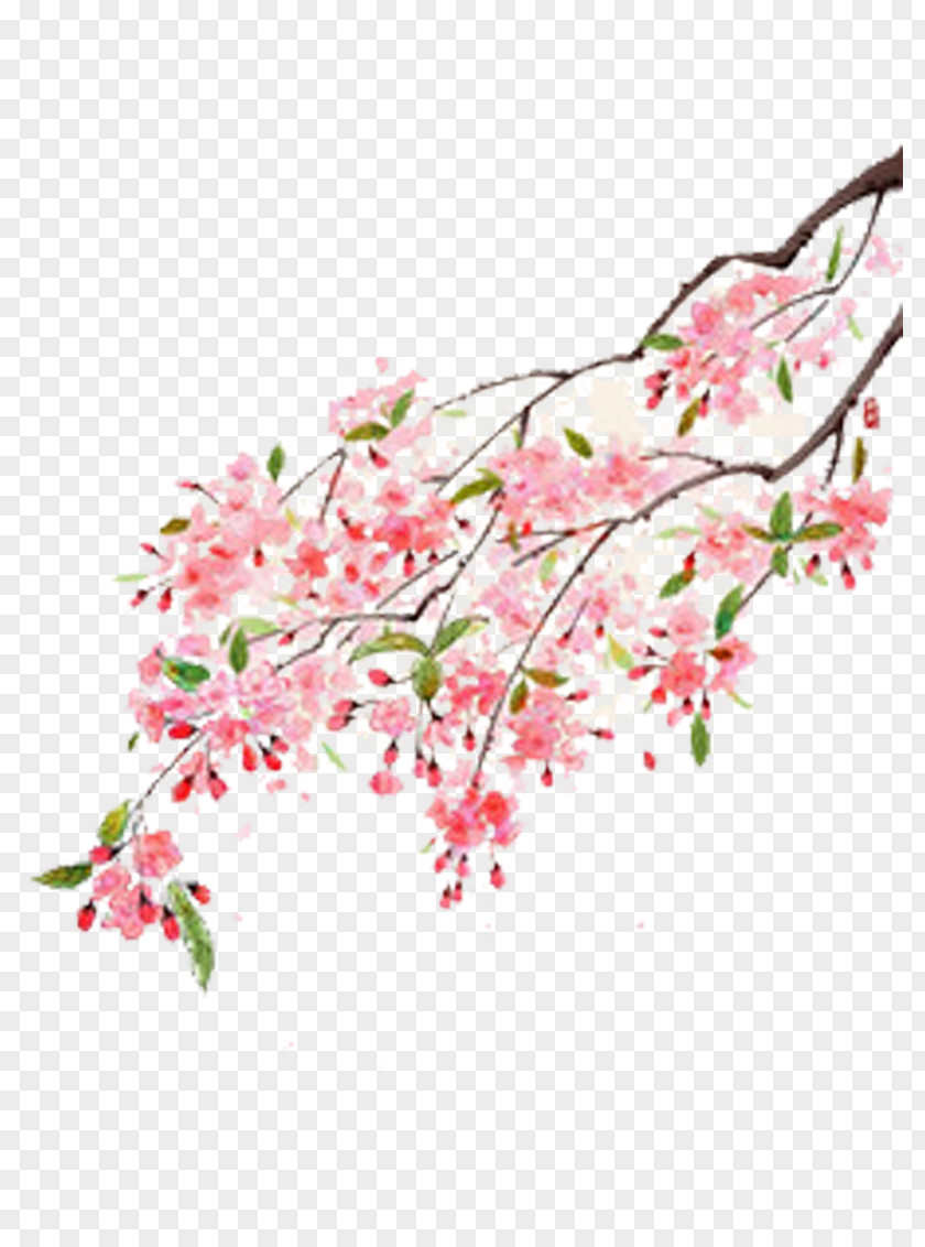 Cherry Tree Branches Picture Material Flower Moutan Peony Illustration PNG