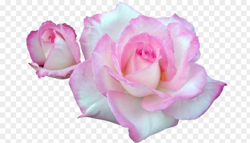 Garden Roses Centifolia Pink Floribunda Flower PNG