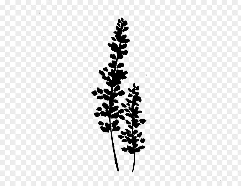 Leaf Pine Plant Stem Font Line PNG