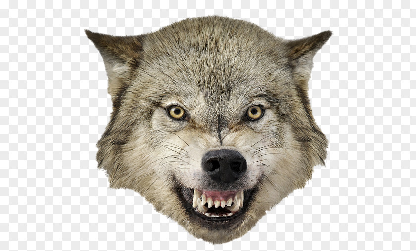 Meme Coyote Grumpy Cat Alaskan Tundra Wolf Snarl PNG tundra wolf Snarl, teeth clipart PNG