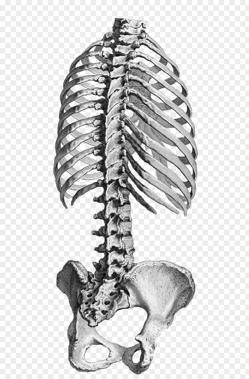 Rib Cage Human Anatomy Vertebral Column Pelvis PNG