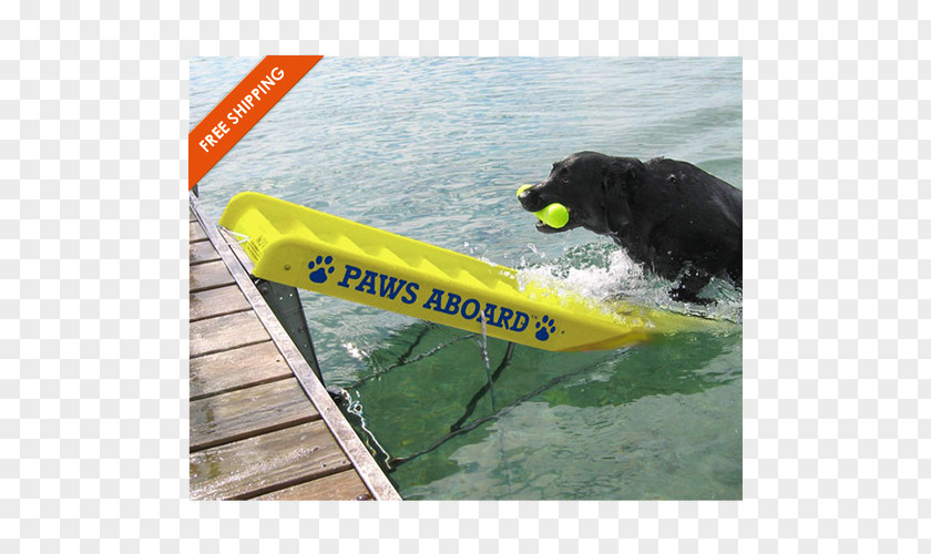 Boat Border Collie Paws Aboard Doggy Ladder And Ramp Dock Pet PNG