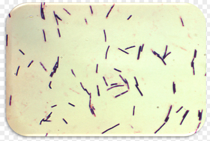 Clostridium Tetani Perfringens Food Poisoning Bacteria Botulinum Difficile PNG
