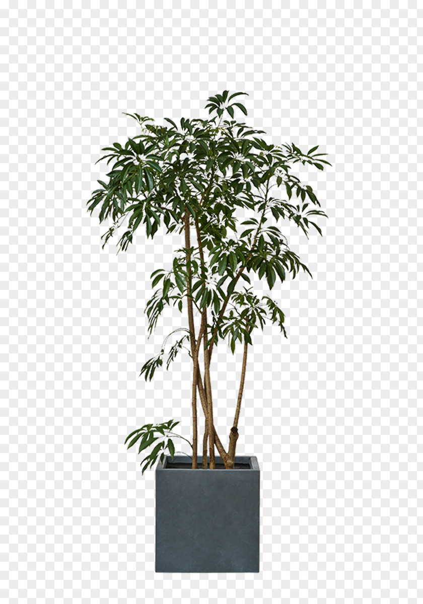 Plant Flowerpot Tropical Woody Bamboos Houseplant Vase PNG