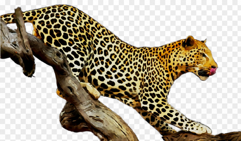 Etosha National Park Leopard Cheetah Adriana Gold Stock.xchng PNG