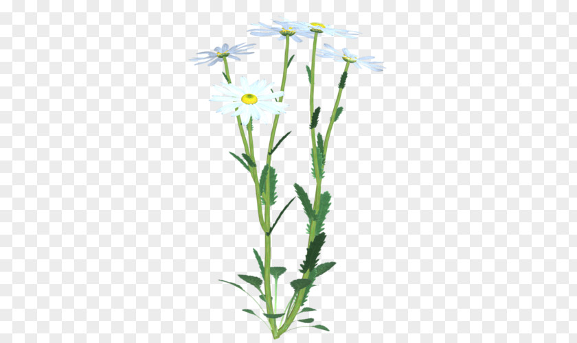 Flower Plant Stem Cut Flowers Chicory PNG