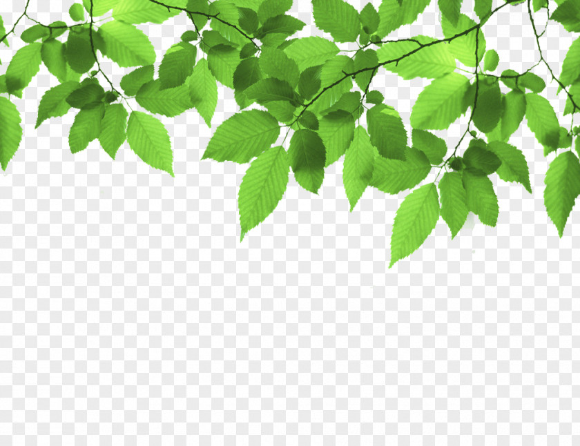 Green Leaf Frame Stock Photography PNG