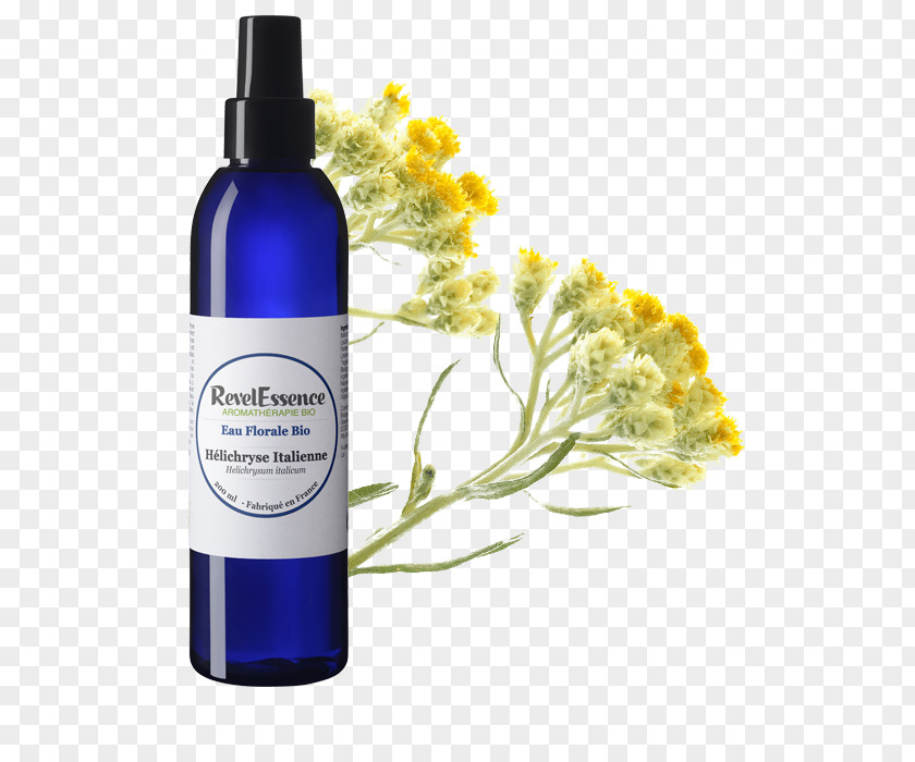 Helichrysum Herbal Distillate Lotion Curry Plant Aromatherapy Witch-hazel PNG