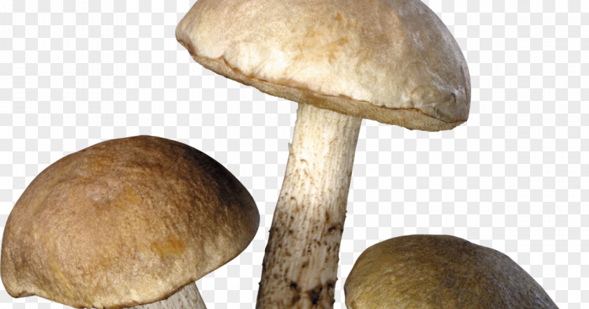 Mushroom Common Edible Fungus PNG