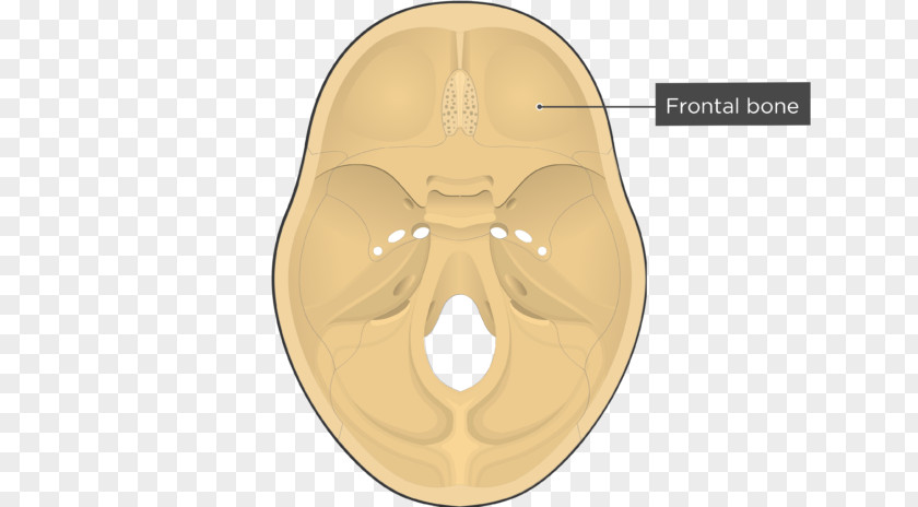 Skull And Bone Ethmoid Frontal Sphenoid PNG