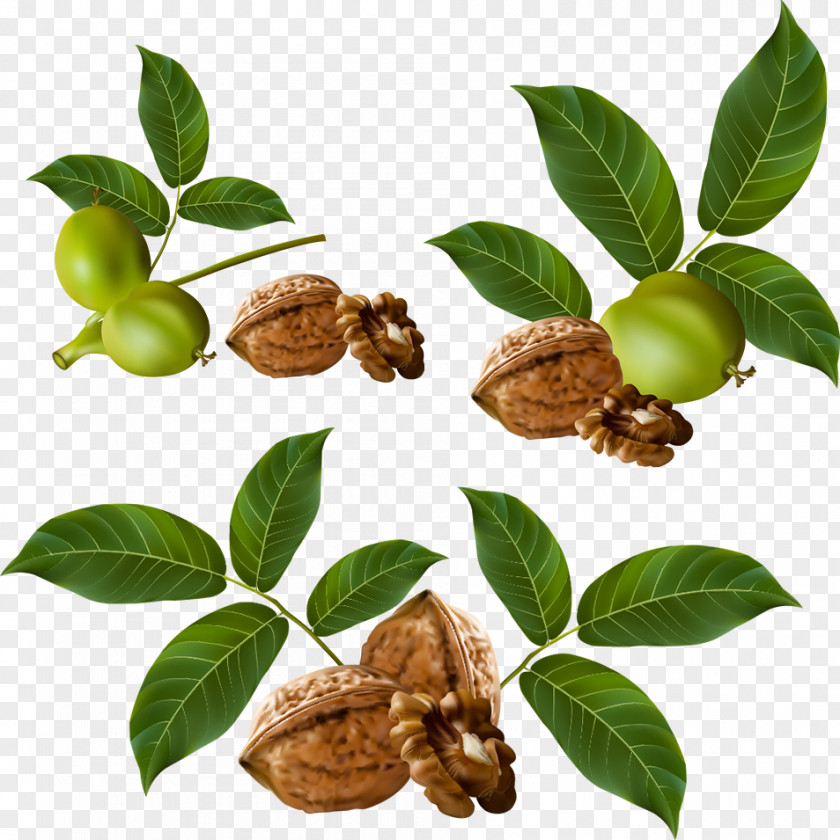 Walnut Mixed Nuts Euclidean Vector PNG