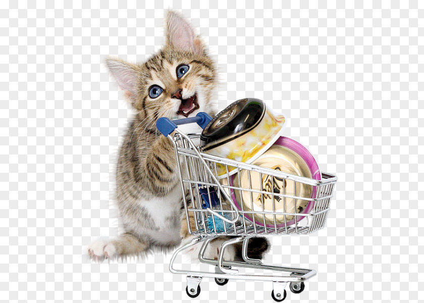 A Cat British Shorthair Kitten Shopping Food Pink PNG