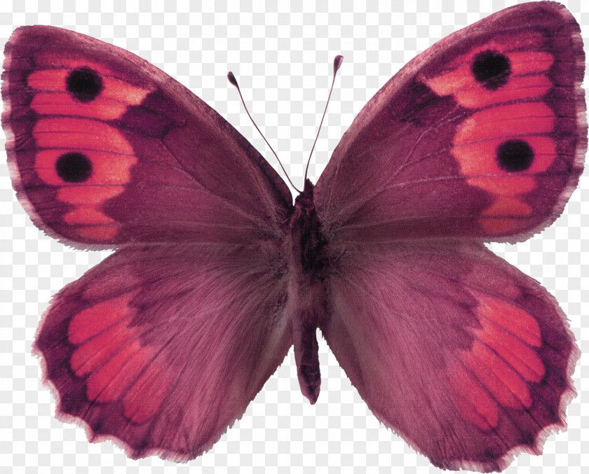 Butterfly Stock Photography The Hermit PNG