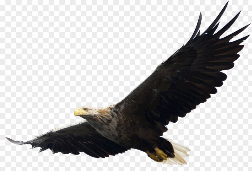 Eagle Image, Free Download Computer File PNG