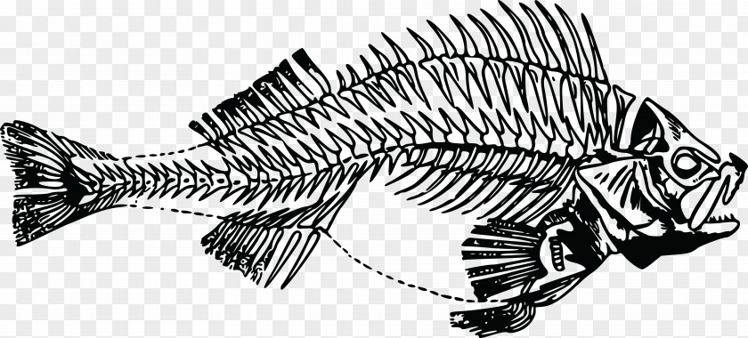 Fish Anatomy Bone Clip Art PNG