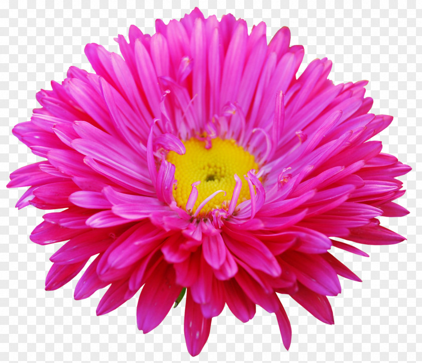 Gerbera Cut Flowers Flower Flowering Plant Pink China Aster Petal PNG
