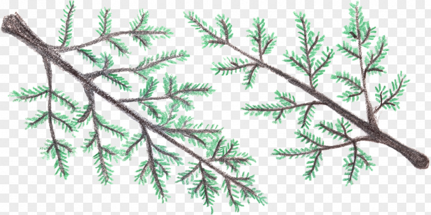 Leaf Spruce Fir Larch Twig Plant Stem PNG