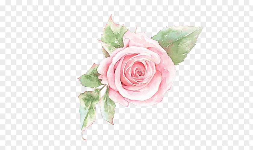Pink Roses Flower Clip Art PNG