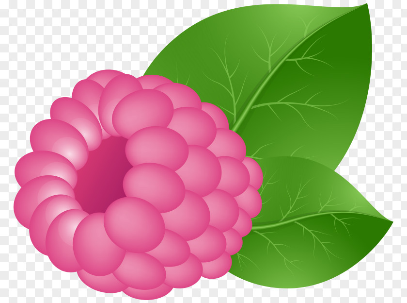 Raspberry Clip Art Image Desktop Wallpaper PNG