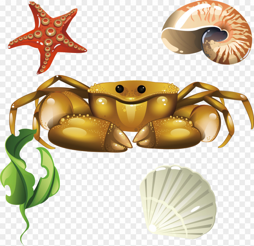 Screw Coral Crab Shells Seashells Euclidean Vector Seashell PNG