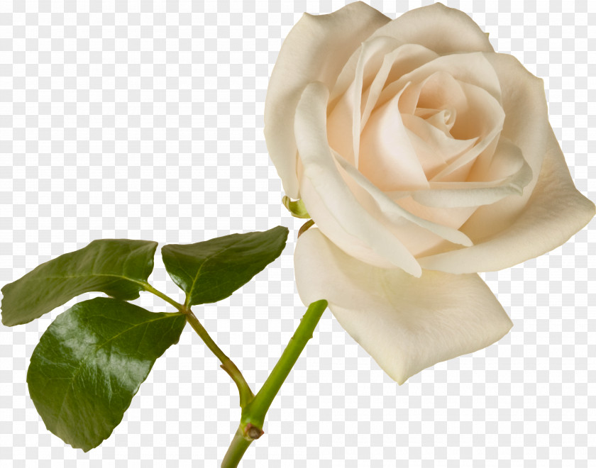 White Roses Wife Greeting Morning Good Husband PNG