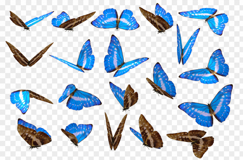 Butterfly Photography PNG