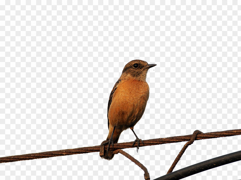 High Pressure On The Line Of Birds Bird Voltage PNG