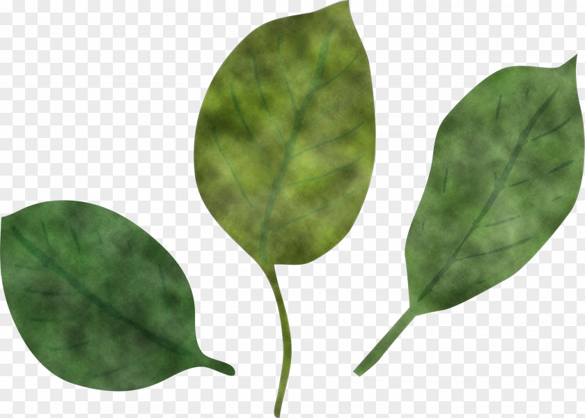 Leaf Plant Stem Pathology Plants PNG