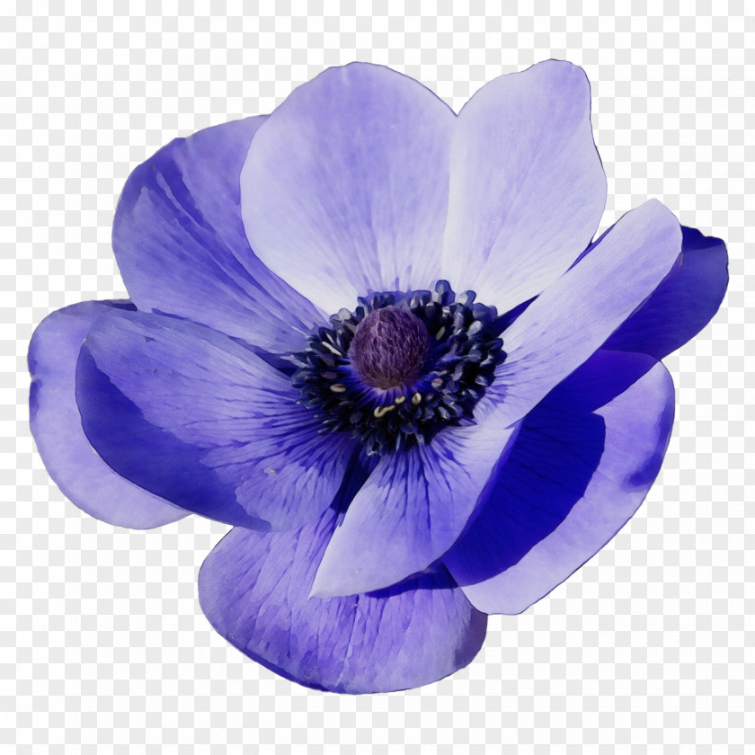 Violet Family Wildflower Flowering Plant Petal Flower Purple PNG