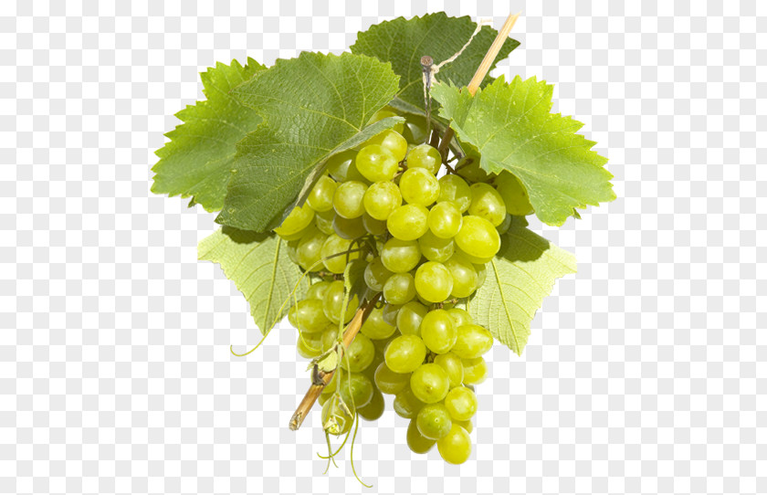 Wine Sultana Common Grape Vine Pisco PNG