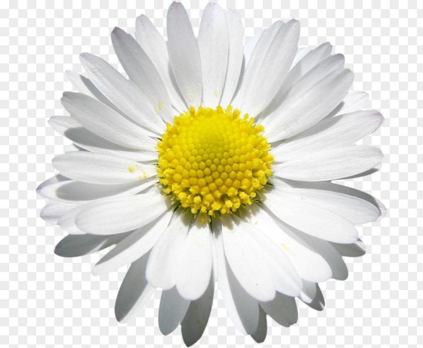 Flower Common Daisy Decal Car PNG