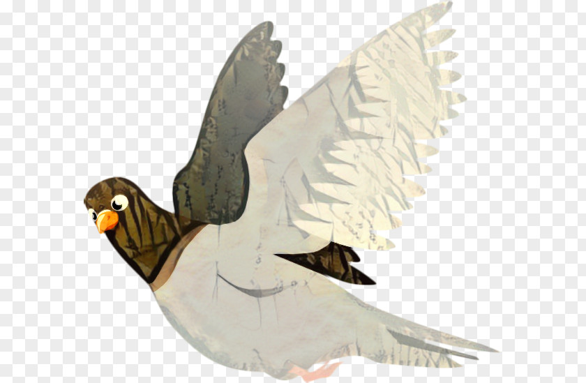 Homing Pigeon Clip Art Fantail Indian Bird PNG