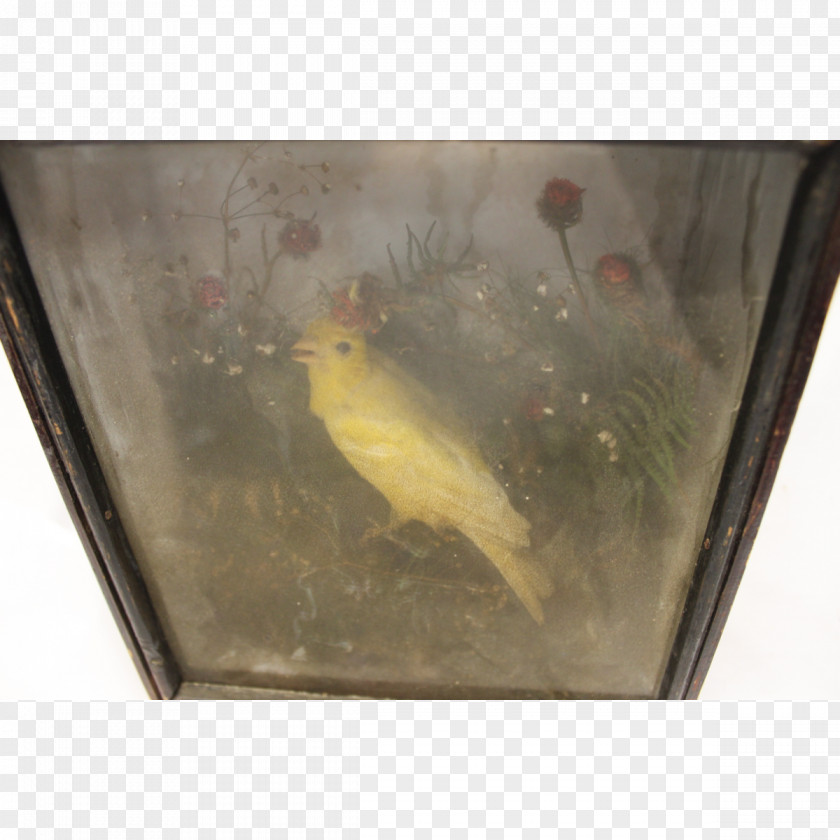 Little Yellow Bird Fauna Fish PNG
