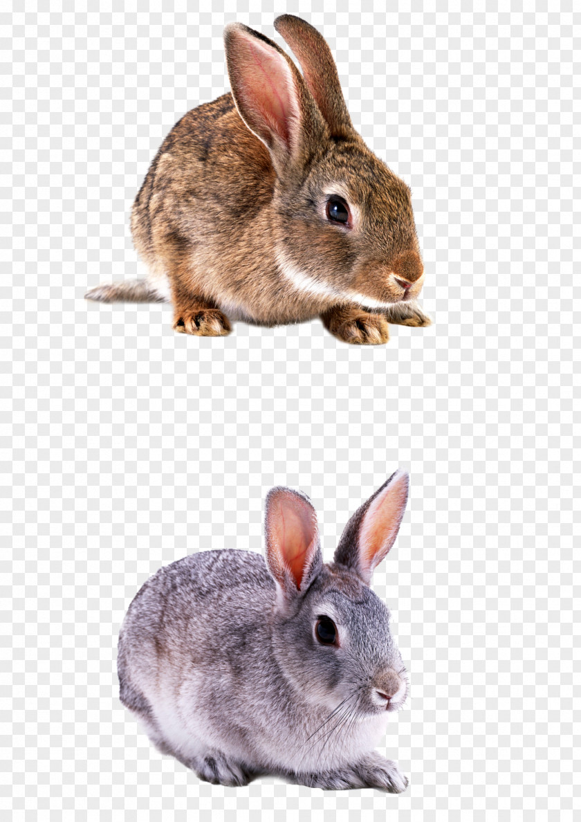 Antonio Stradivari Domestic Rabbit Hare PNG