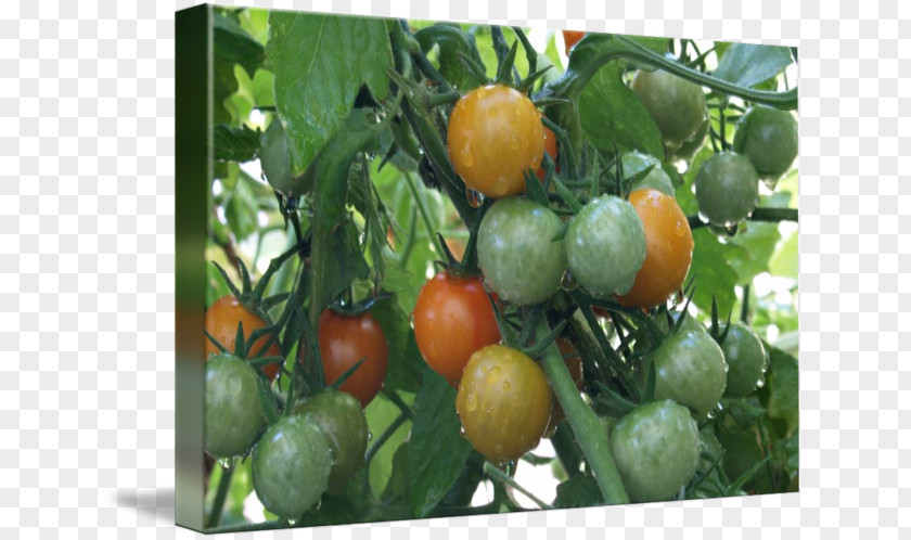 Cherry Tomato Bush Vegetarian Cuisine Food PNG