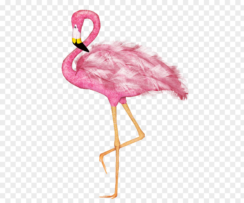 Flamingos Water Bird Greater Flamingo Drawing Animal PNG